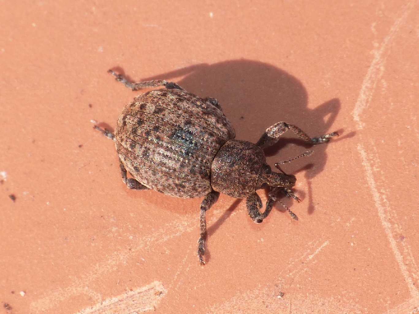 Donus salviae